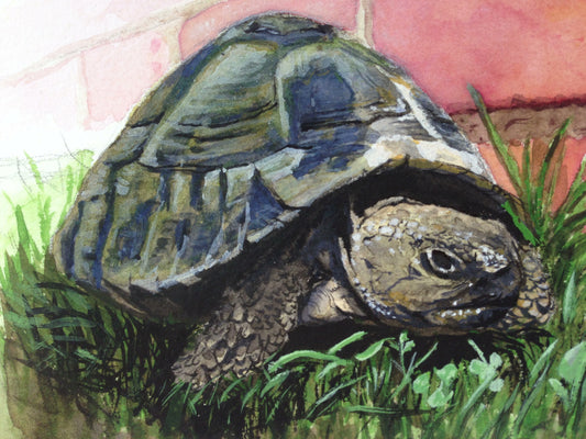 Tortoise